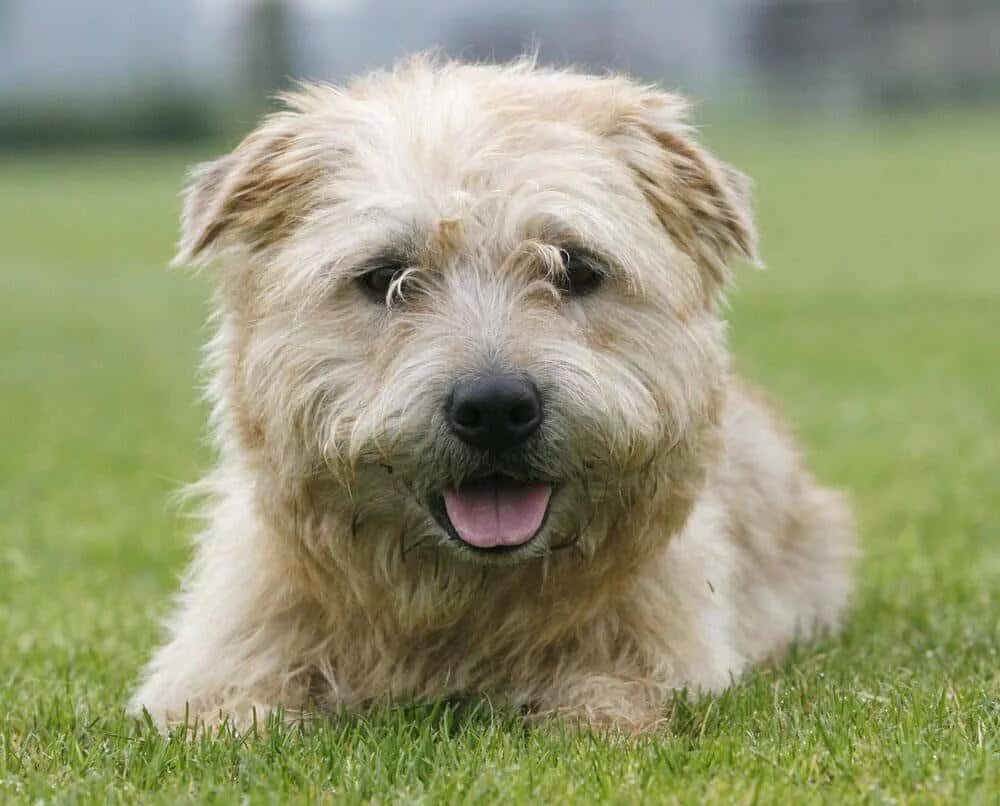 Глен терьер. Ирландский глен терьер. Глен оф имаал терьер метис. Порода собак глен оф имаал терьер. Глен терьер.