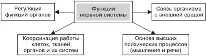 Функция нервной системы заключается в. Какие функции выполняет нервная система человека. функции нервной системы животных кратко. функции которые выполняет нервная система. перечислите функции нервной системы человека.