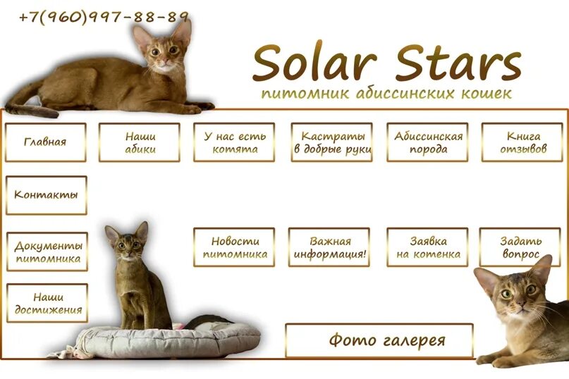Вес котенка в 4. Окрасы абиссинских кошек таблица. Вес абиссинского кота. Абиссинская кошка Размеры. 4 Окраса Абиссинской кошки.