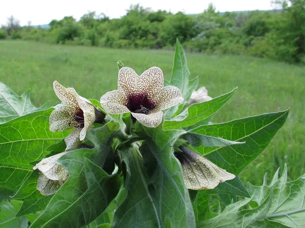 Черный дурман растение. Трава белена. Дурман каштан. Красавка белена дурман. Дурман датура страмониум.