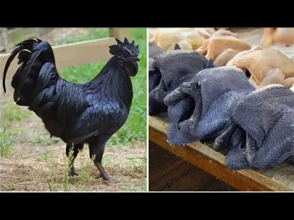 File:Silkies butchered.jpg - Wikimedia Commons
