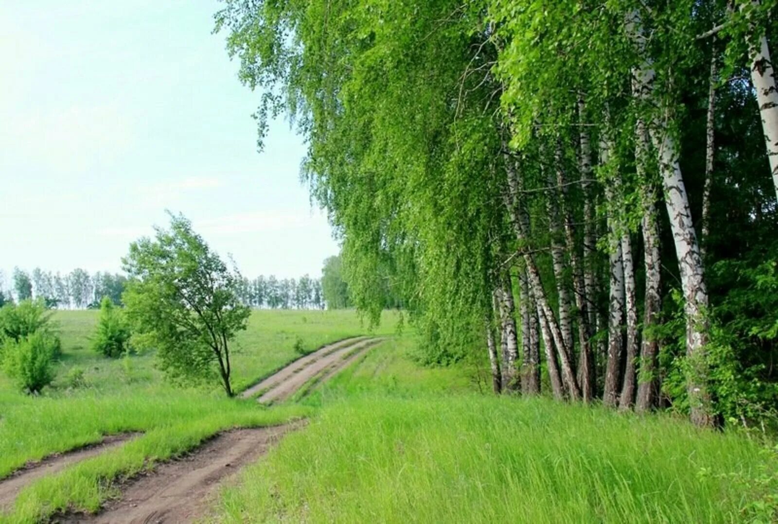 Березка каток барнаул. Берёза мелколистная. Камуфляж березка пв кгб кепка. Удмуртия родники березы. Береза желтая betula lutea.