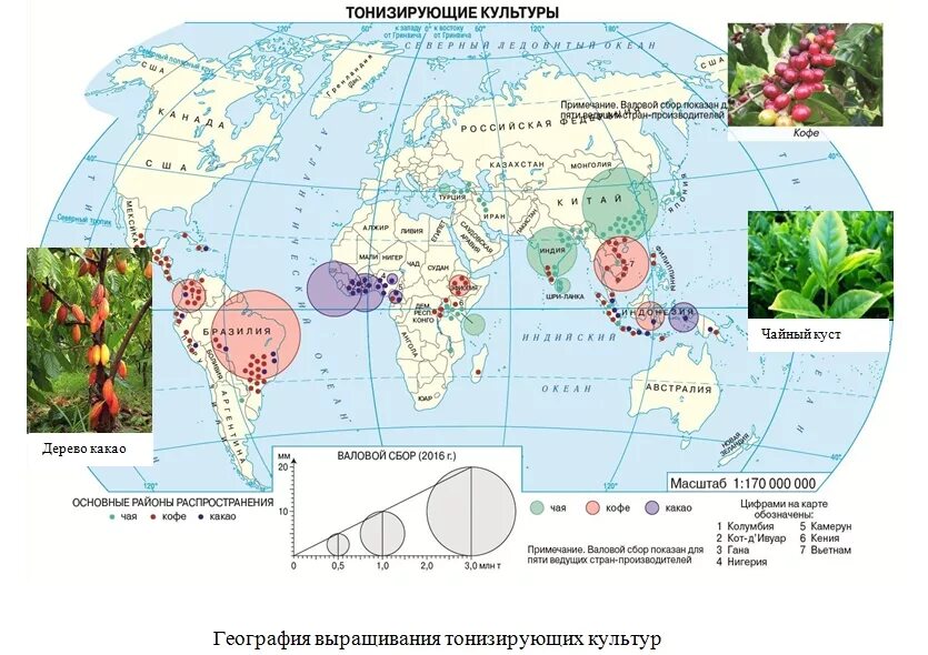 Районы выращивания на карте. Технические культуры карта. Выращивание технических культур. Технические культуры страны. Технические культуры страны Лидеры.