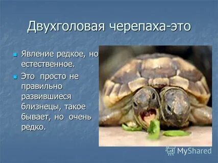К какому классу относится черепаха