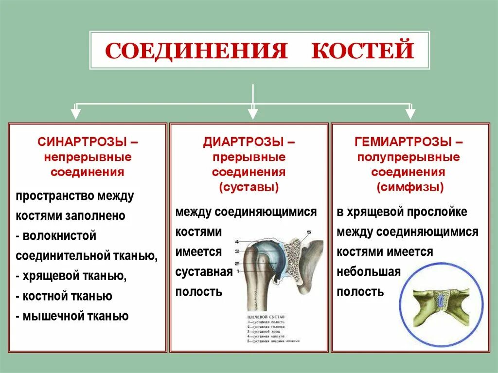 Прерывное соединение кости