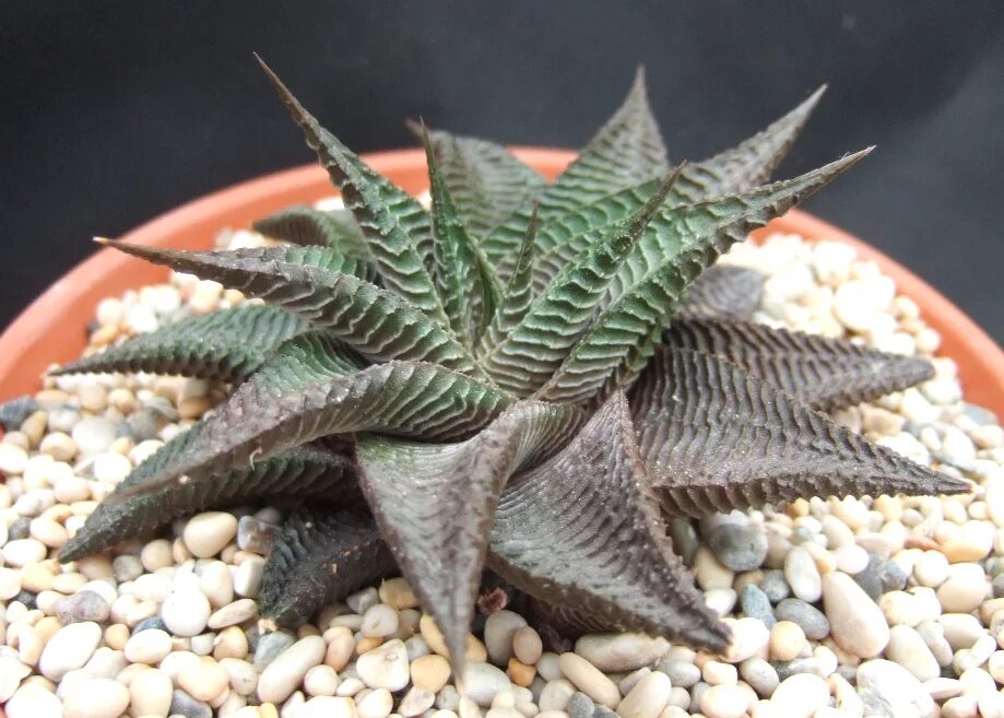 Хавортия limifolia. Суккулент хавортия лимолистная. Хавортия limifolia. Хавортия limifolia. Haworthia limifolia.