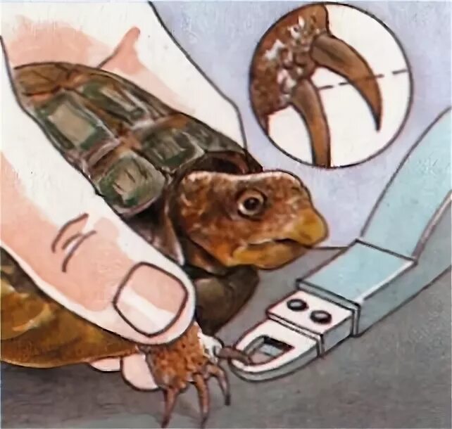 Красноухая черепаха когти. Клюв у черепахи сухопутной. Красноухая черепаха когти. Стричь когти черепахе. Когти самца красноухой черепахи.