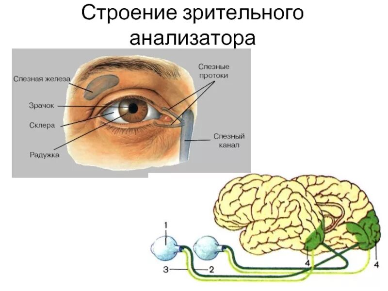 Схема строения глазного анализатора. Строение оптического аппарата зрительного анализатора. Зрительный анализатор анатомия человека. Анализаторы зрительный анализатор строение.