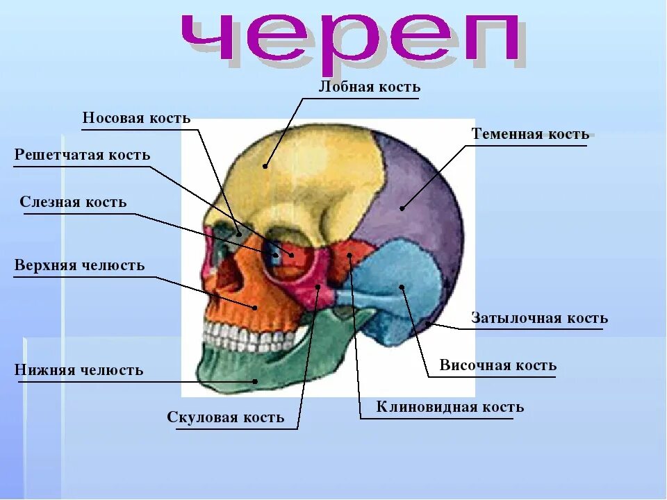 Соединение между лобной и теменной костями. Лобная кость. Решетчатая кость. Скелет черепа человека строение. Биология скелет головы и туловища. Кости скелета головы человека анатомия.