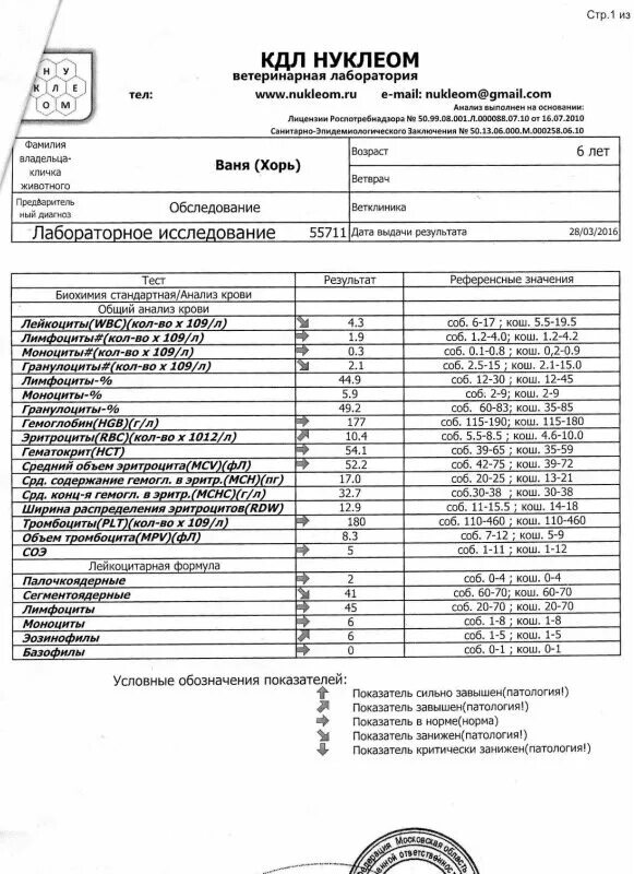 Анализ крови кдл омск. КДЛ нормы анализов. Биохимическое исследование крови КДЛ. Клиническая лаборатория анализы крови норма. Норма общего анализа крови хорька.