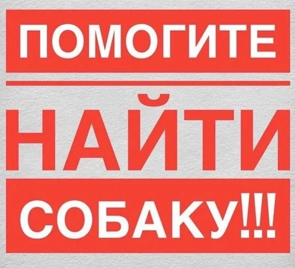 Пропала собака помогите. Помогите найти. Помогите найти собаку. Помогите найти собаку потерялась. Пропала собака помогите найти.