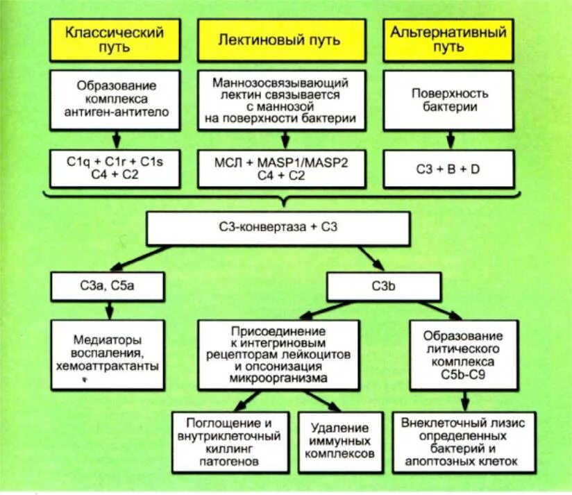 Лектиновый путь комплемента. Лектиновый путь активации системы комплемента. Схема активации комплемента по лектиновому пути. Система комплемента иммунология лектиновый путь. Активация системы комплемента 3 схемы.