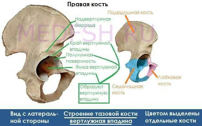 Подвздошной кости 2. Лобковая кость вертлужная впадина. Кости таза вертлужная впадина. Вертлужная впадина анатомия. Полулунная поверхность вертлужной впадины тазовой кости.