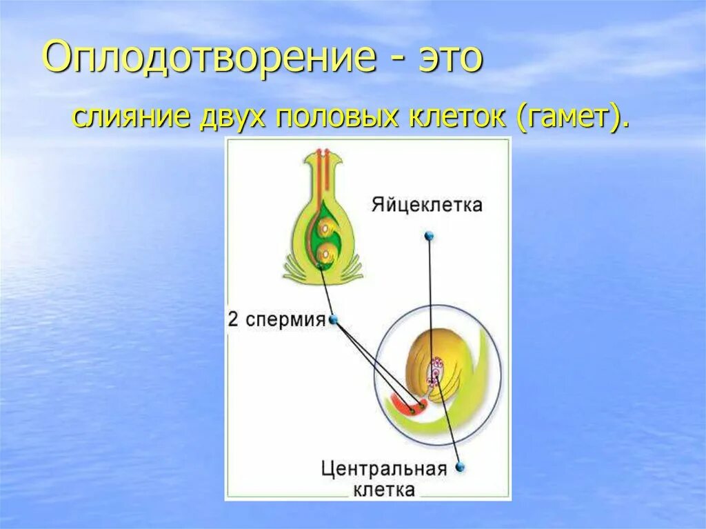 Слияние половых клеток. Гаметы оплодотворение. Слияние двух половых клеток. Оплодотворение это процесс слияния гамет.