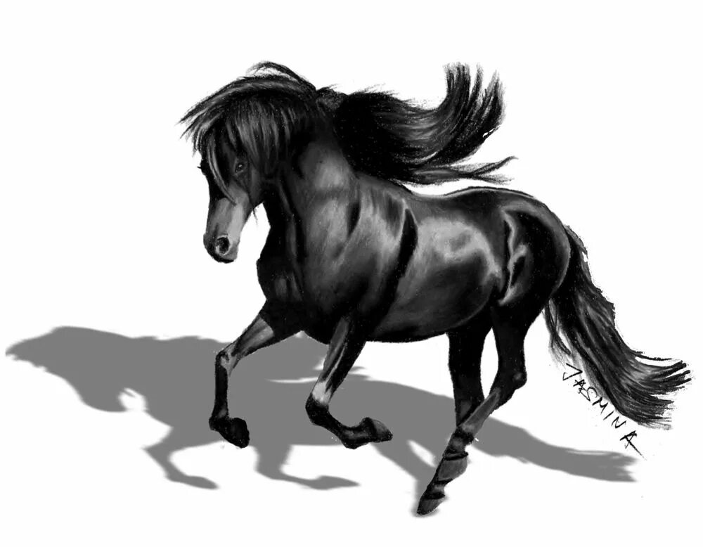 Черное рисунок лошади