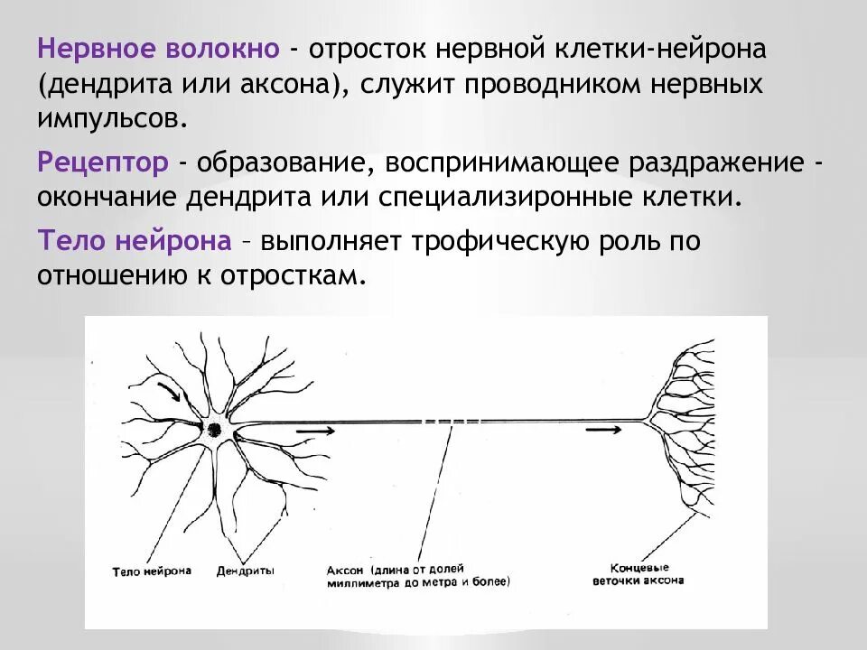 Аксоны чувствительных нейронов. Строение нейрона рисунок. Отросток нервной клетки. Что образуют отростки нейронов.