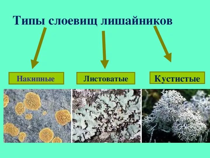 Три организма лишайника. Накипные листоватые кустистые. Накипные лишайники представители. Лишайники накипные листовые кустистые. Лишайники накипные 7 класс биология.