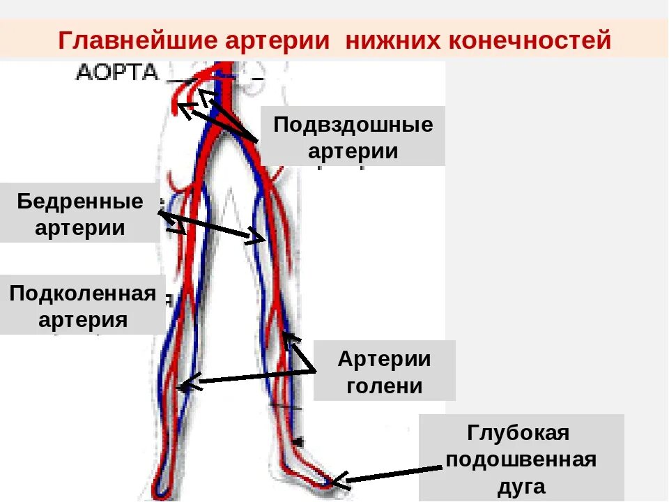 Кровообращение бедренной артерии. Ветви бедренной артерии анатомия. внутренняя подвздошная артерия схема. кровоснабжение бедра схема. схема кровоснабжения конечностей.
