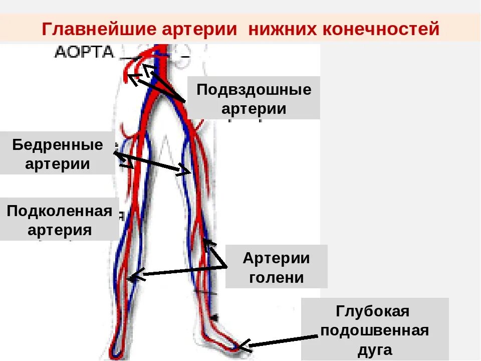 Аорты нижних конечностей. Ветви бедренной артерии анатомия. Внутренняя подвздошная артерия схема. Кровоснабжение бедра схема. Схема кровоснабжения конечностей.