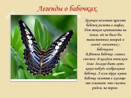 Бабочка все слова