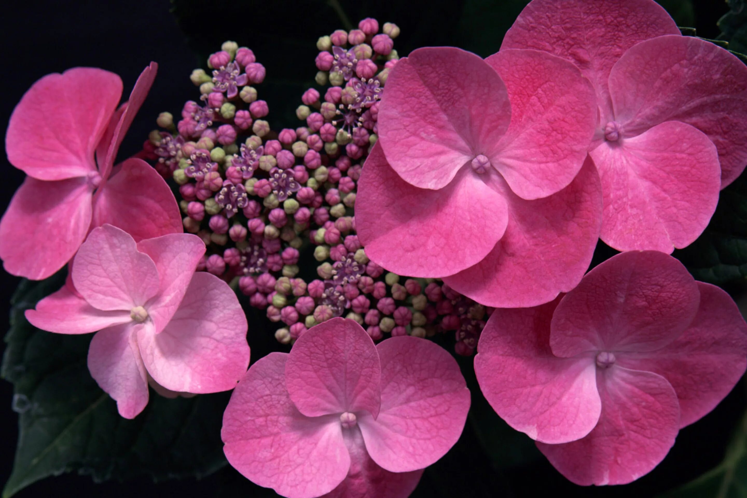 Hydrangea, Bridal Pink семена. Розовые гортензии. Flower mm2