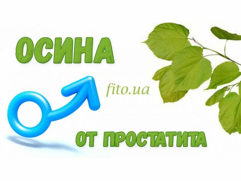 Отрицательные свойства осины. Прием осины. Препараты с осиновой корой. Прием осины. Настой коры осины.