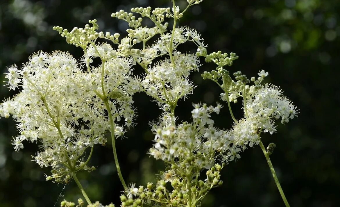 белоголовник трава чай. таволга белоголовник. лабазник вязолистный (filipendula ulmaria). таволга (лабазник) вязолистная – filipendula ulmaria. лабазник вязолистный.