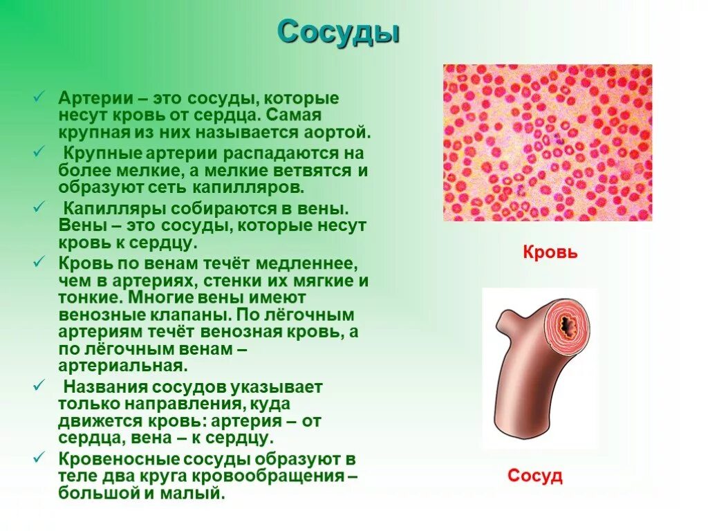 Какой сосуд называется. Самый маленький кровеносный сосуд. Самые крупные кровеносные сосуды.