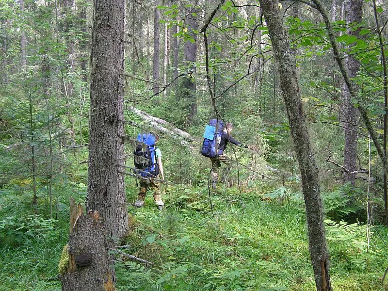 туризм в тайге. тайга поход. поход (the hike) 2021 кадры. тайга пешком. книга один в тайге.