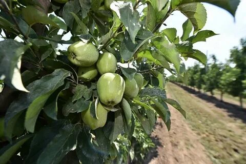 Рассада кубани