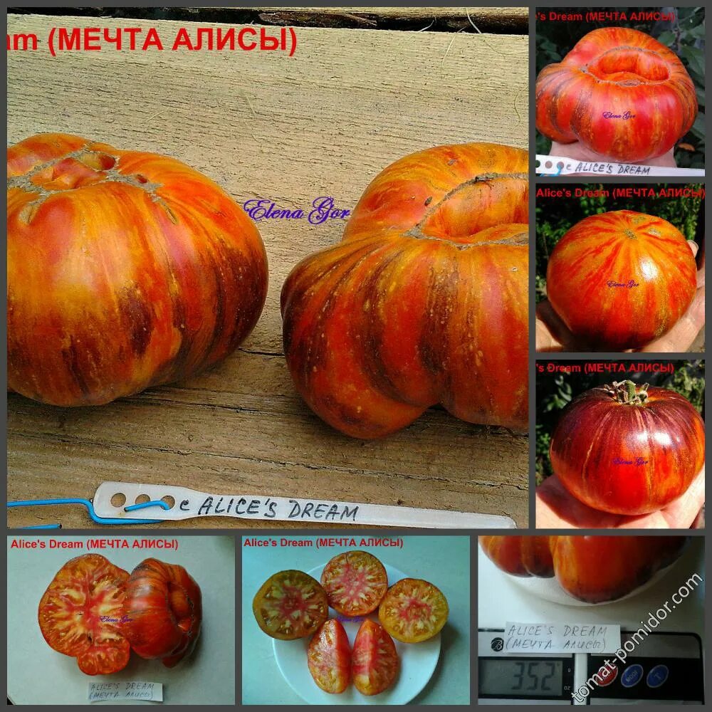 Томат мечта алисы описание фото Томат Мечта АЛИСЫ