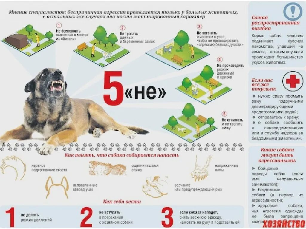 Подобрала собаку что делать. Правила поведения с собаками. Правилатповеденияс бездомными животными. Правила поведения при встрече с собакой. Памятка для детей при встрече с бездомными собаками.