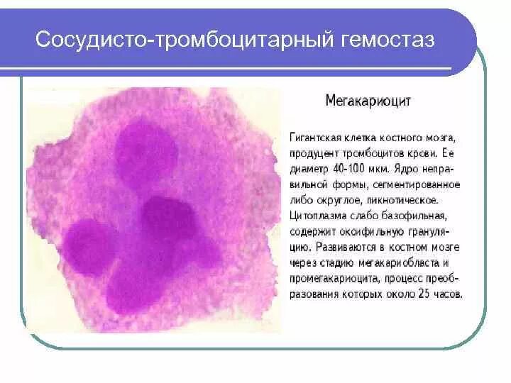 Мегакариоцит цитоплазма. Мегакариоцит строение. мегакариоциты предшественники. тромбоциты мегакариоциты.