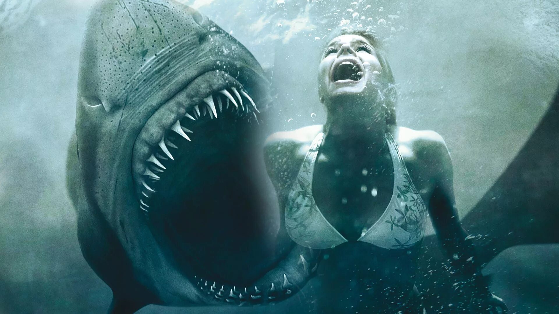 Доклад про акулу. Самая крупная акула в истории. Акула откуда она все знает. Акула кархародон мегалодон. Акула откуда она все знает.