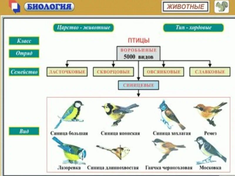 Птички класс. Систематика класса птицы таблица. Систематика птиц схема. Систематика птиц 7 класс биология. Классификация птиц 7 класс биология.