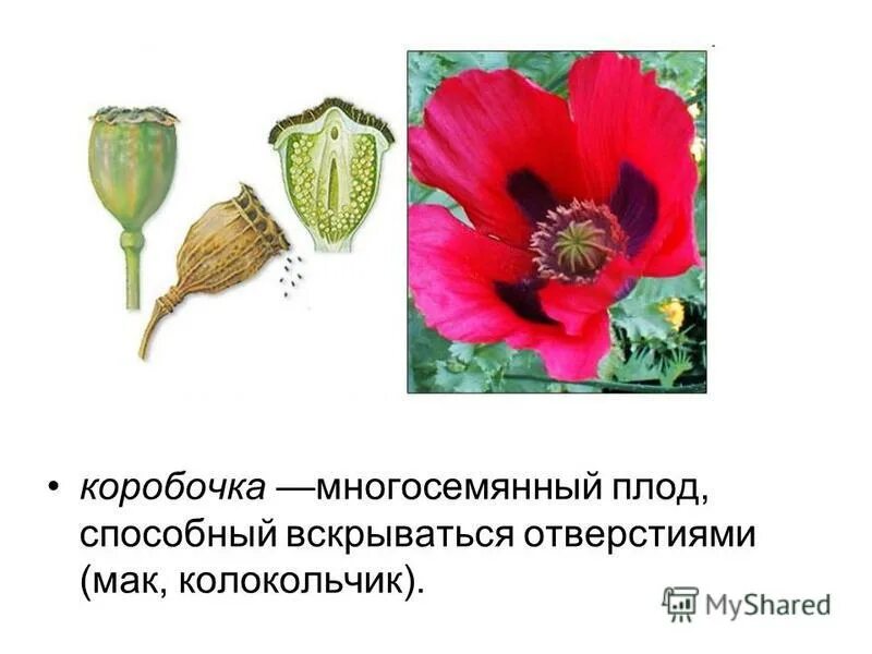 виды коробочек плодов. плод коробочка у каких растений. плод коробочка у каких растений. плод многосемянная коробочка. растения с плодом коробочка.