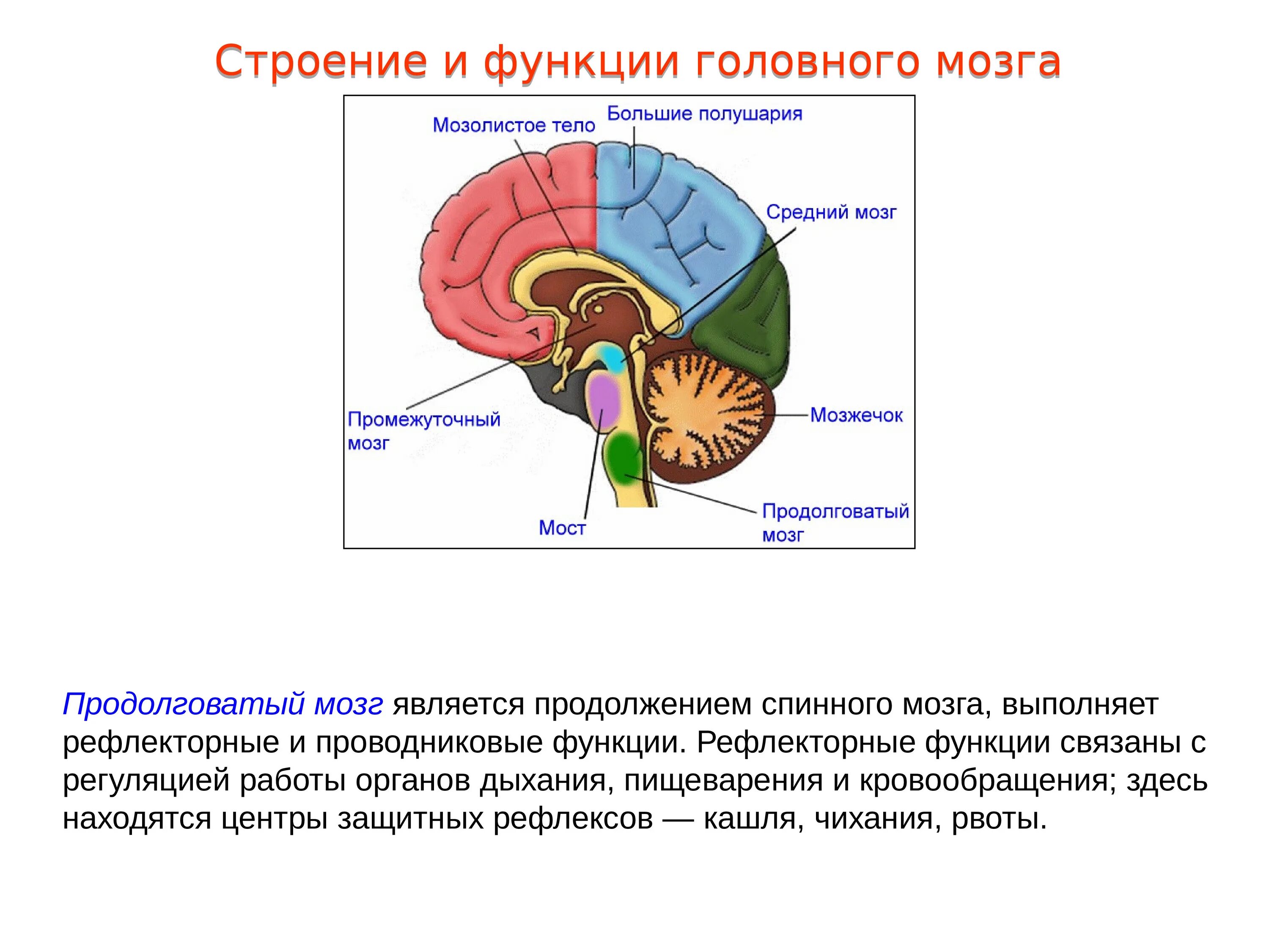 Значение в организме головного мозга. Структура головного мозг задний мозг. Проводниковая функция мозжечка. Головной мозг, отделы. Строение и функции продолговатого мозга. 1. Промежуточный мозг: строение, функции.