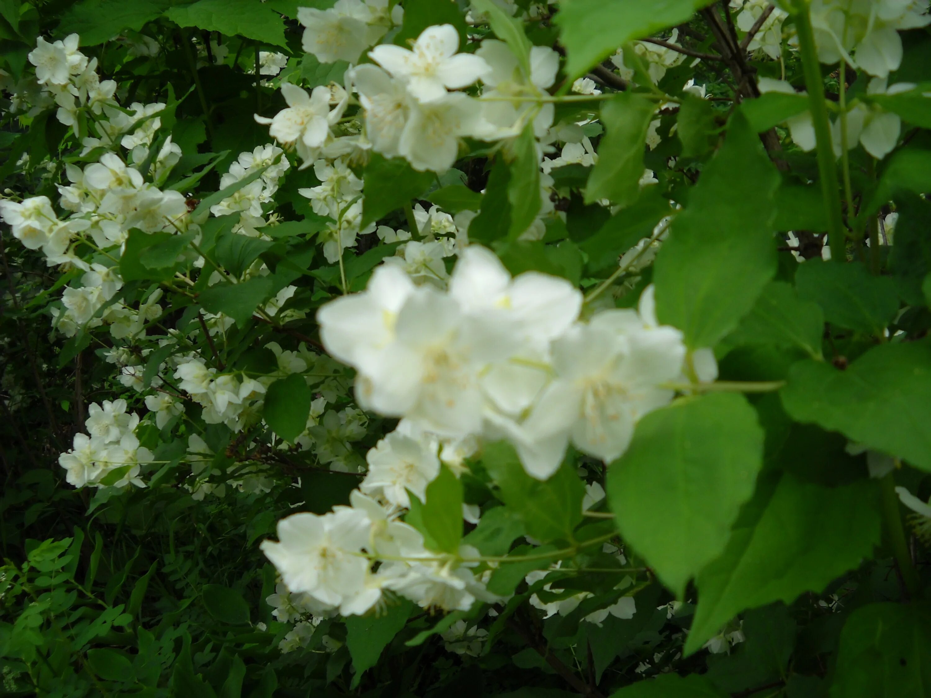 Чубушник венечный. Чубушник филадельфус. Чубушник венечный 'schneesturm'. Чубушник венечный. Чубушник размеры.