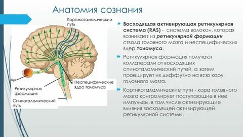 Нейроны ретикулярной формации