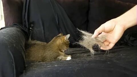 Cat hair