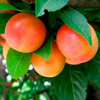 Fruit chance