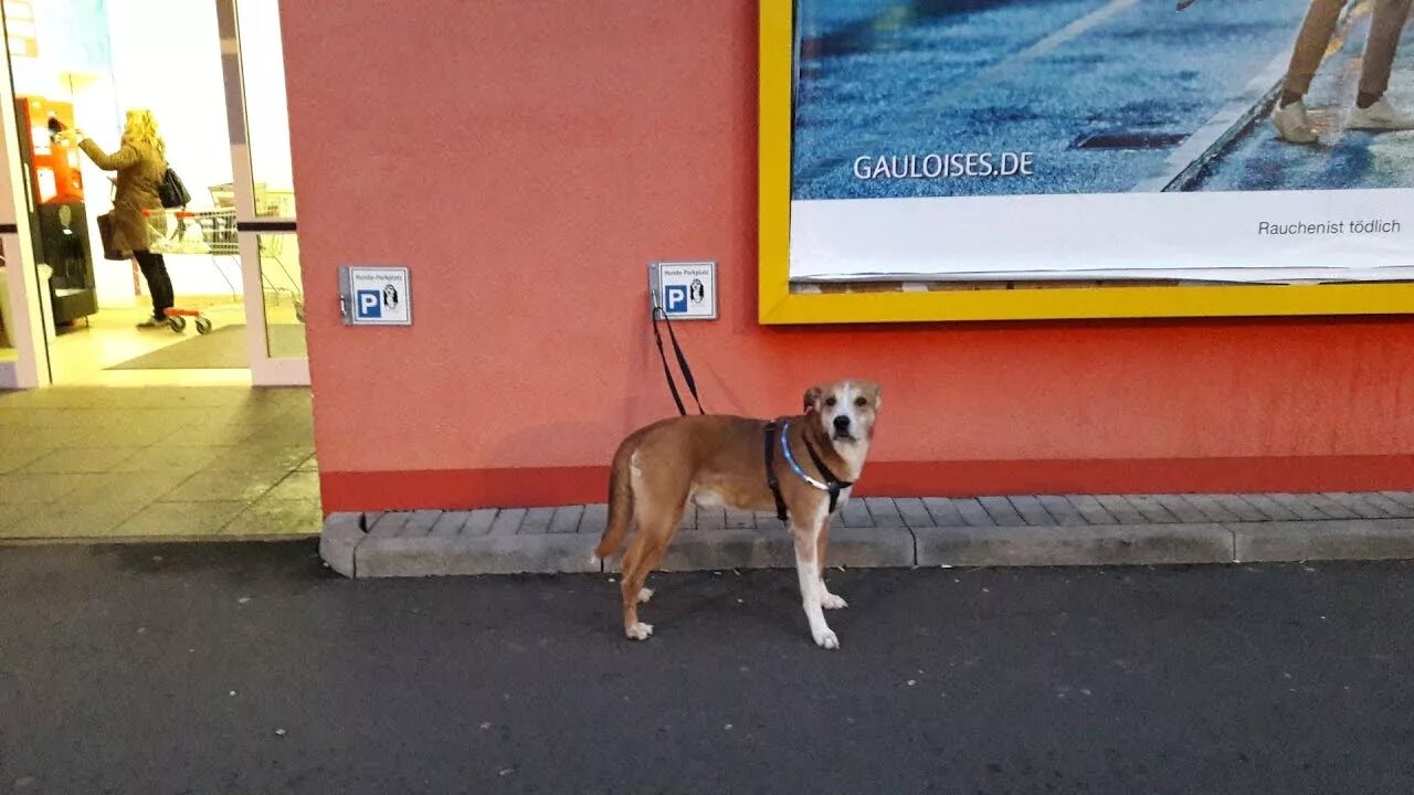 Собака съела пакетик. Парковка для собак. Место для собаки поводыря. Собака возле магазина. Место для собак в магазине.