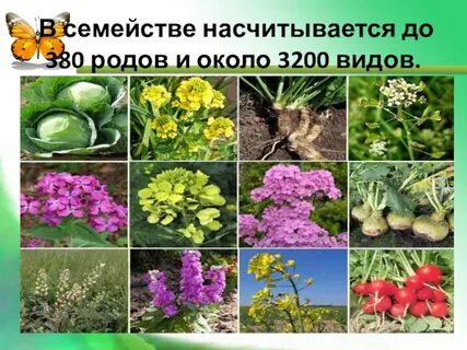 Роды крестоцветных