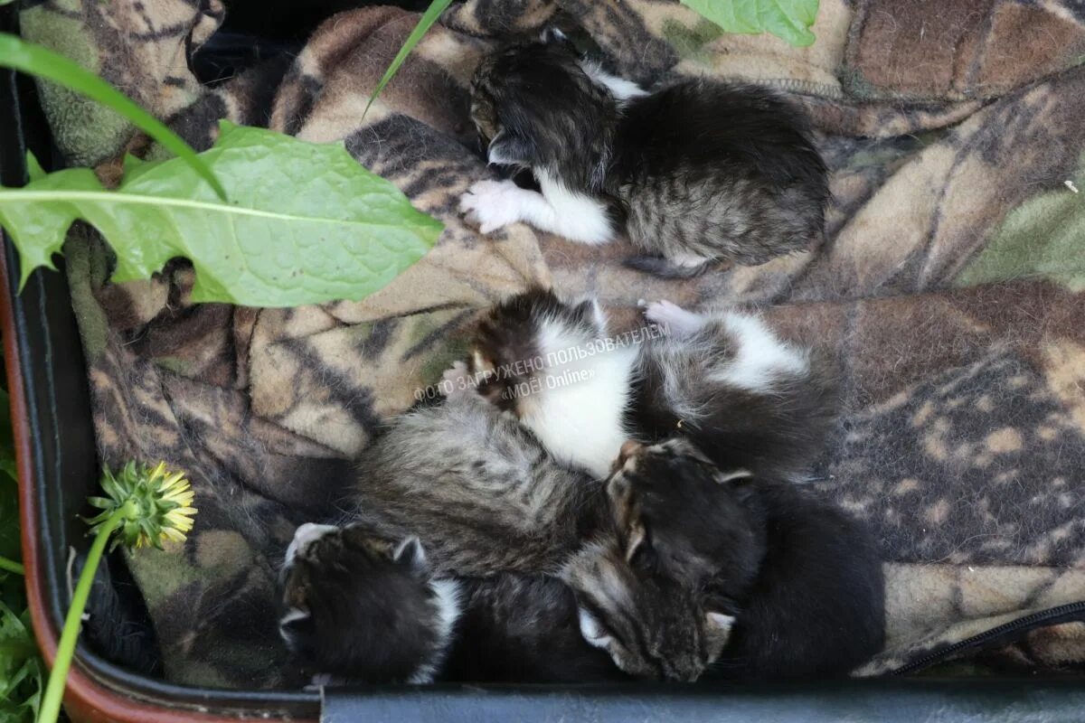 Котенок спас собаку