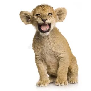 Cub add