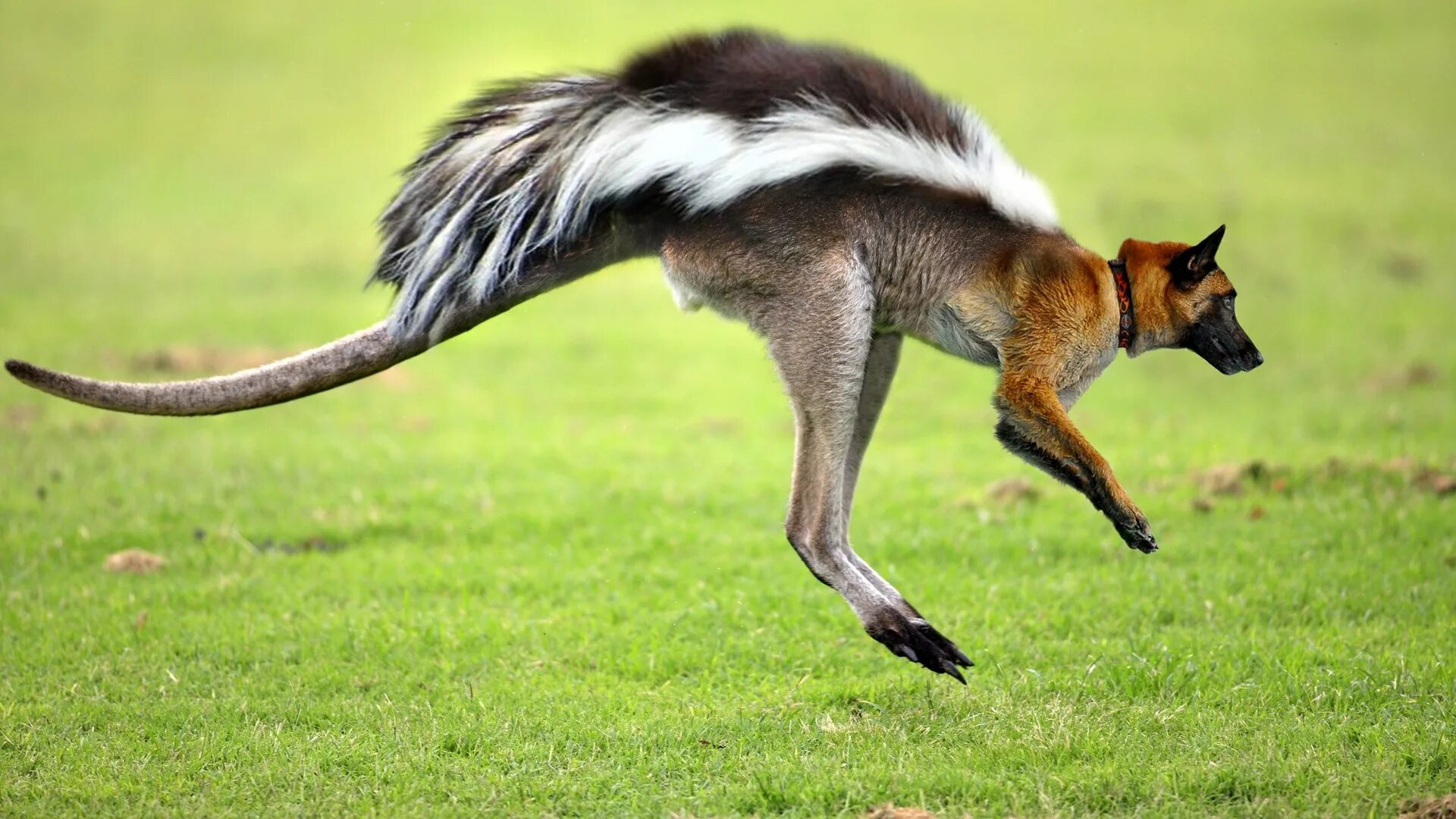 Скорость кенгуру. Летающий кенгуру. Гибрид кенгуру. Кенгуру с крыльями. День гибридов