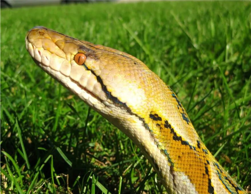 Head python