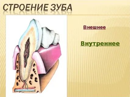 Каково внешнее и внутреннее строение зуба
