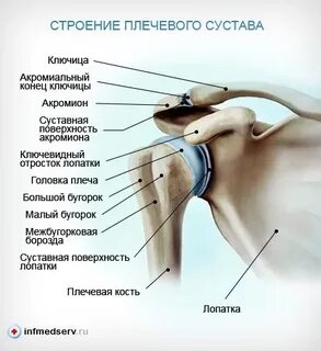 Акромиально ключичный и плечевой суставы