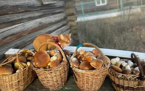 Грибники рязани
